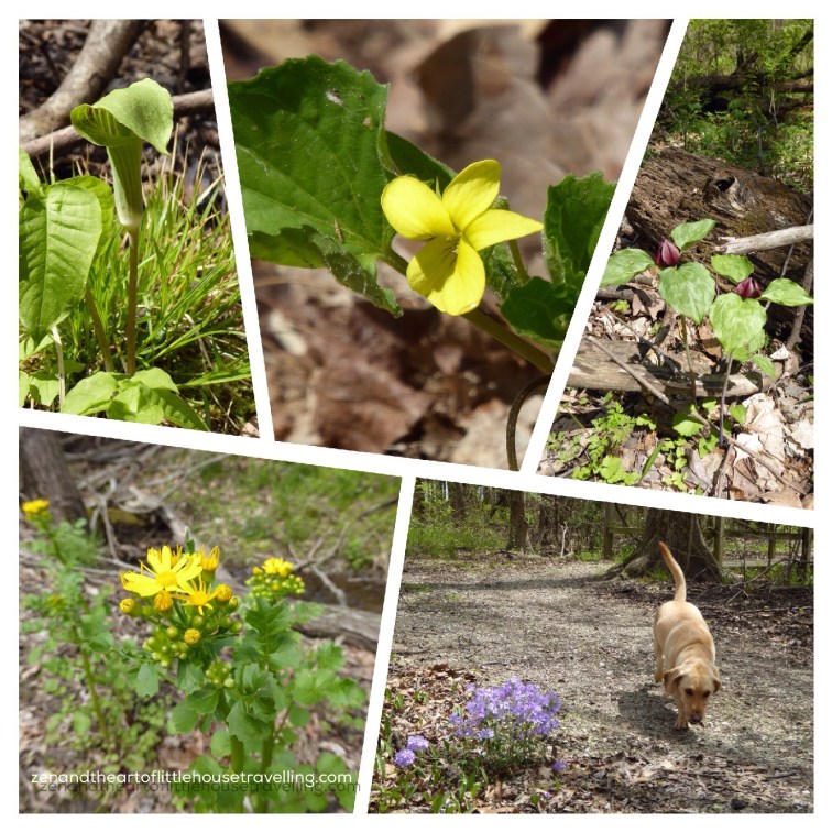 strasburgtrailflower